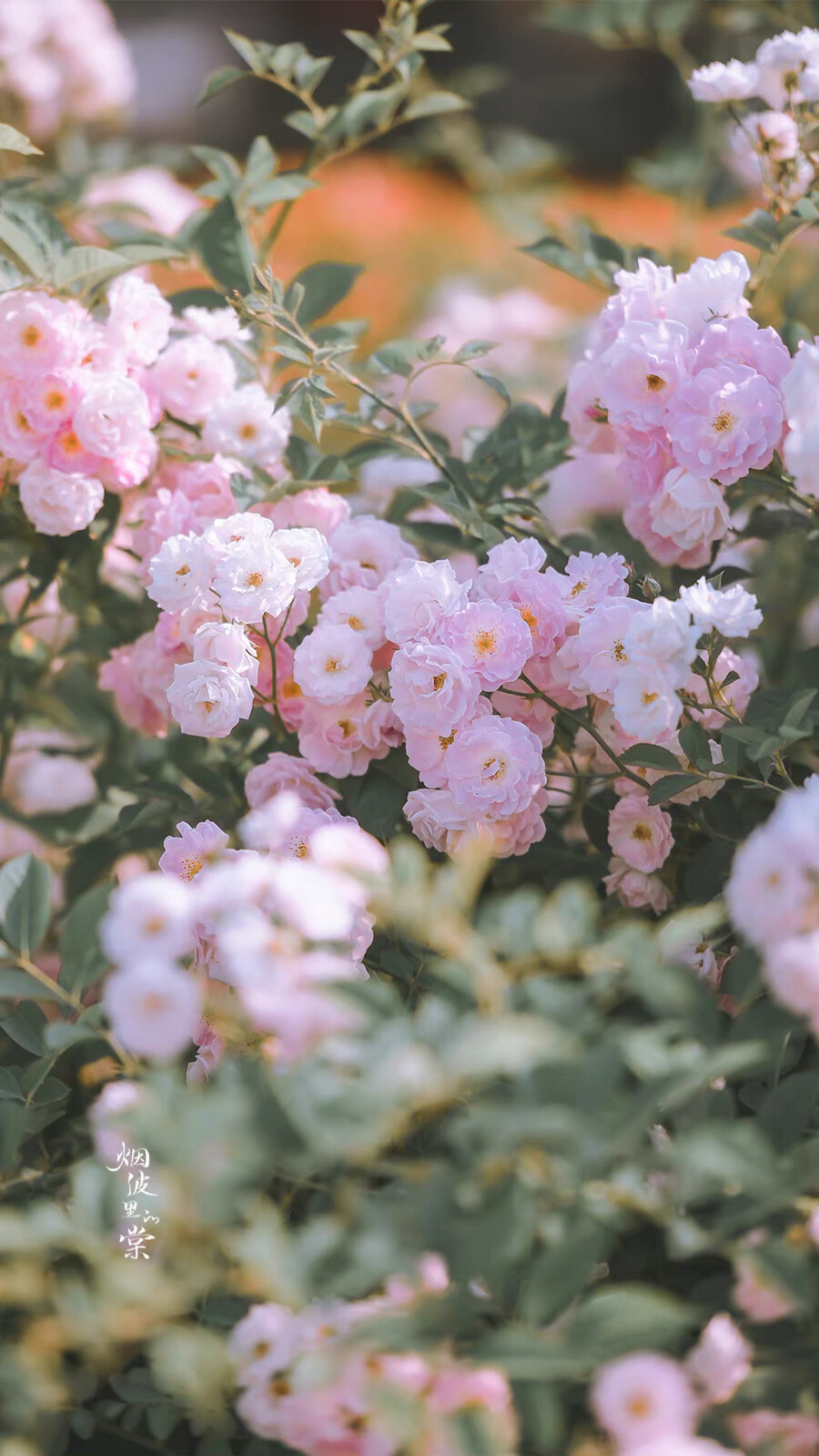 ▸蔷薇花壁纸
"暮春浅夏 蔷薇盛放 人间温柔又浪漫"