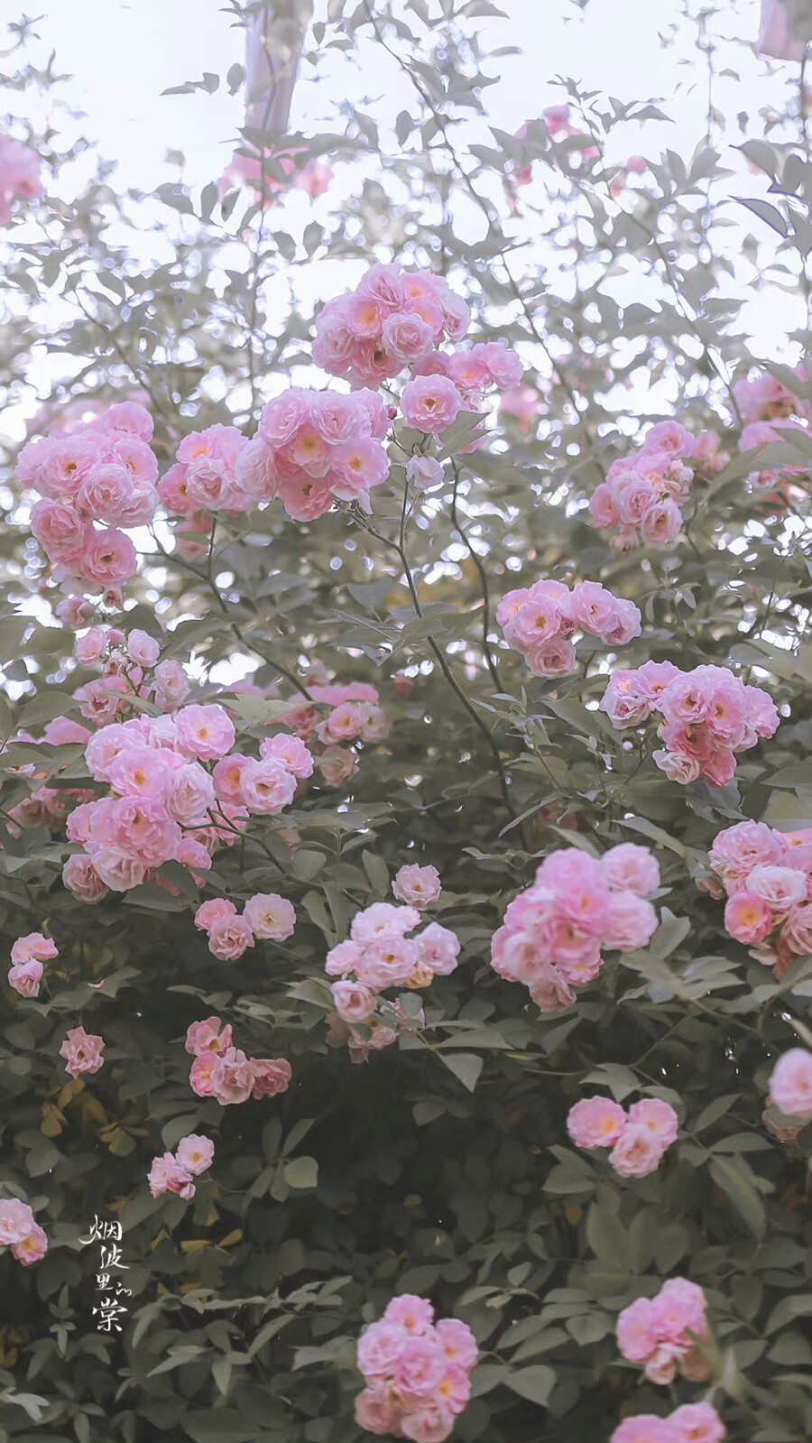 ▸蔷薇花壁纸
"暮春浅夏 蔷薇盛放 人间温柔又浪漫"