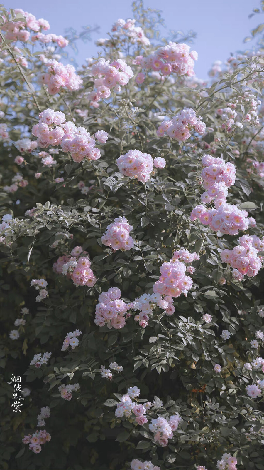 ▸蔷薇花壁纸
"暮春浅夏 蔷薇盛放 人间温柔又浪漫"