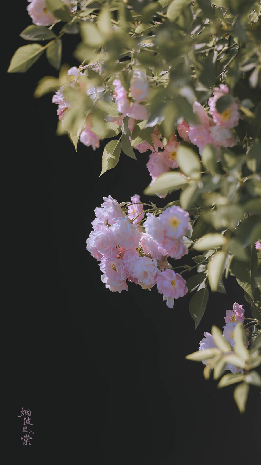 ▸蔷薇花壁纸
"暮春浅夏 蔷薇盛放 人间温柔又浪漫"