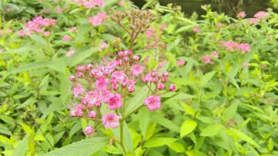 美丽吉安之赏花系列： 绣线菊 绿草间的一抹红色