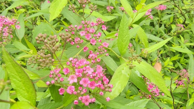 美丽吉安之赏花系列： 绣线菊 绿草间的一抹红色