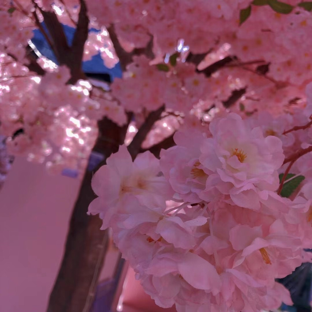 樱花Sakura——