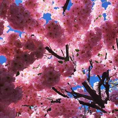 樱花Sakura——