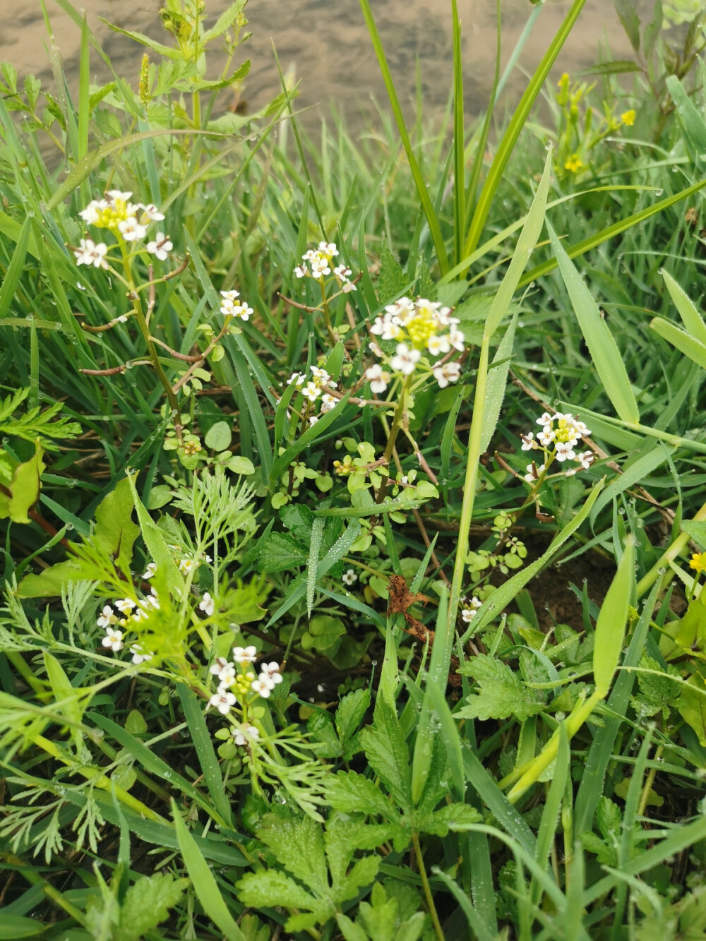 河边野花