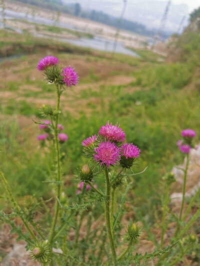 河边野花