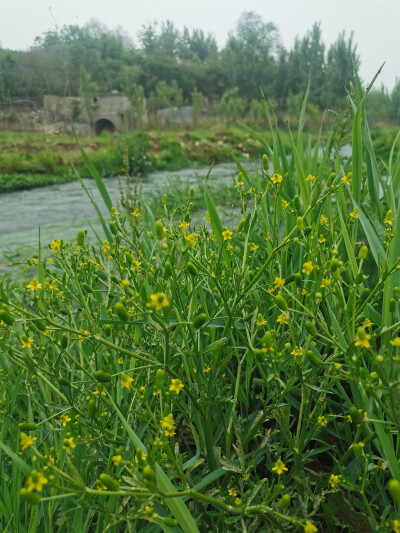 河边野花