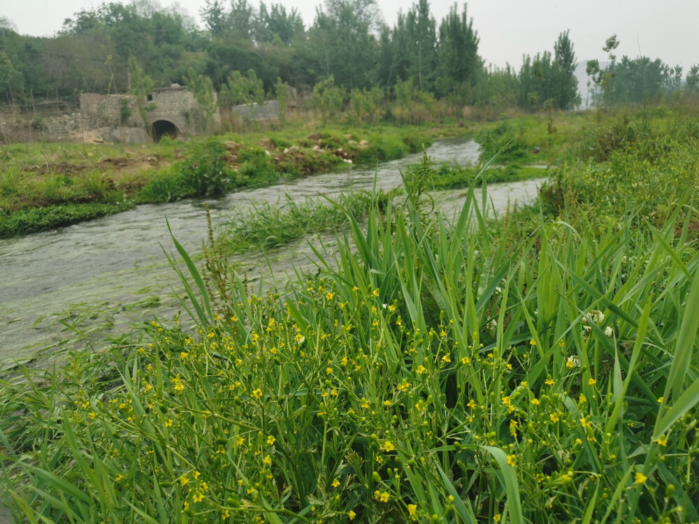 河边野花