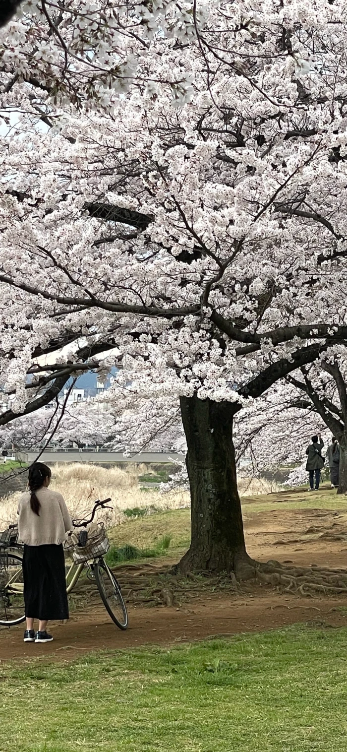 白色的樱花树