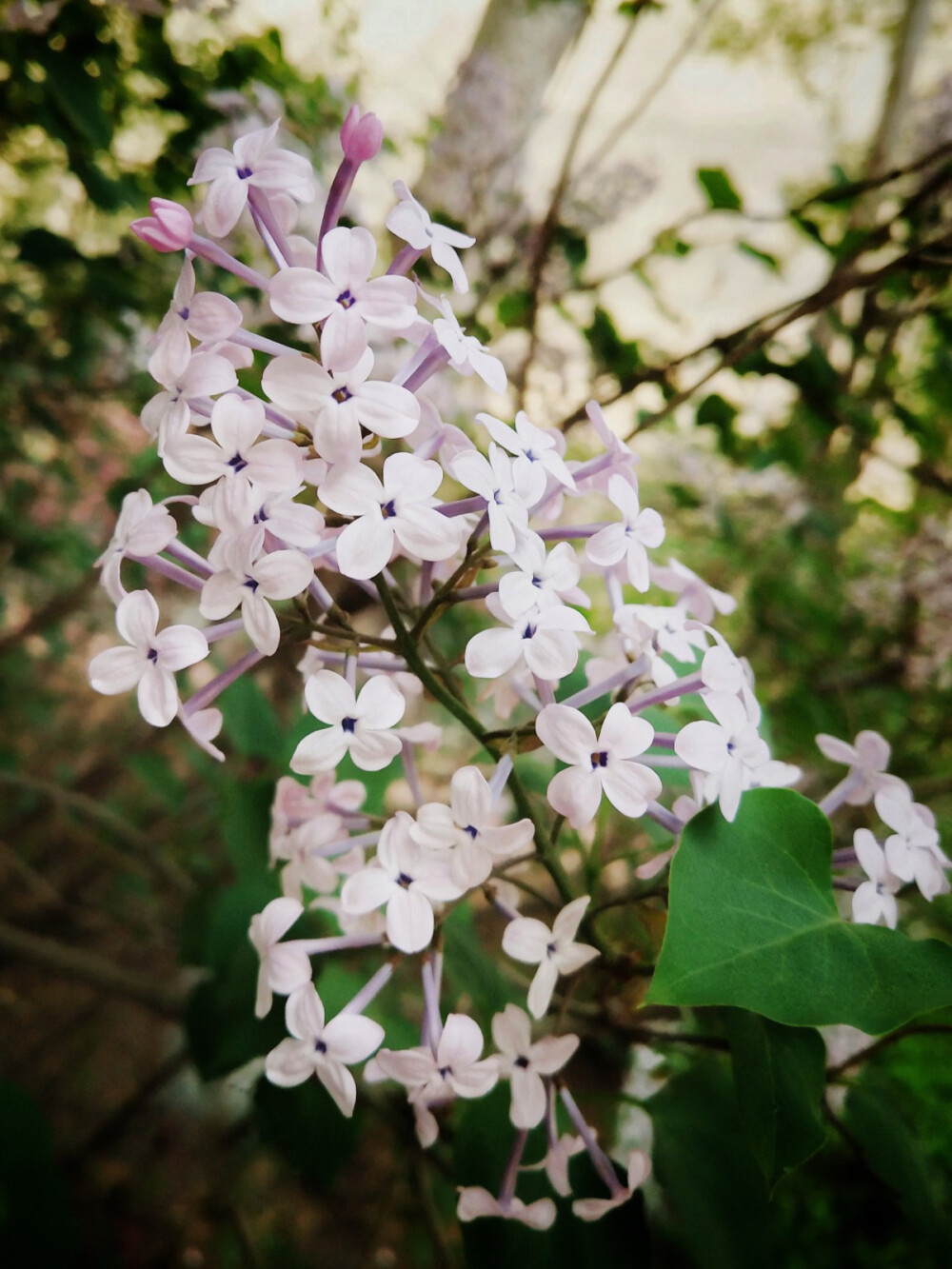 丁香花