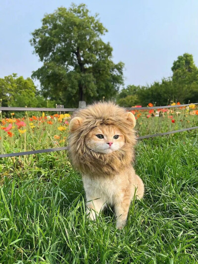 超萌小猫咪头像