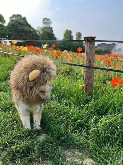 超萌小猫咪头像