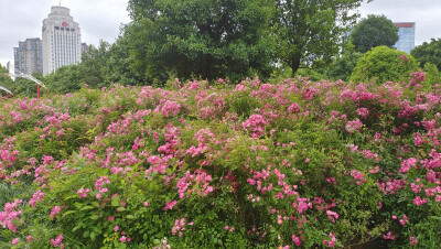 美丽吉安之赏花系列：七姊妹花开似锦 芳香四溢 美丽动人