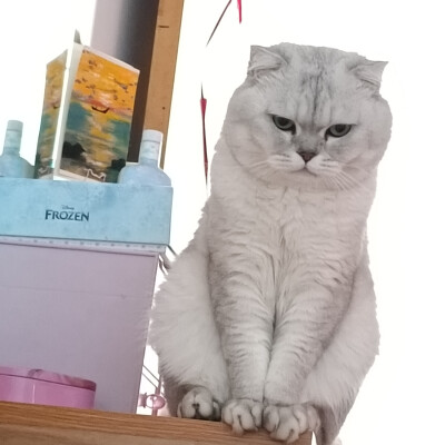 银渐层猫咪日常