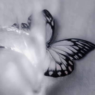 鲸落＊(Whale Fall)