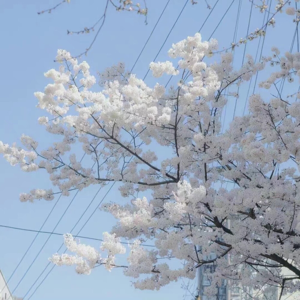 樱花 樱花 想见你。