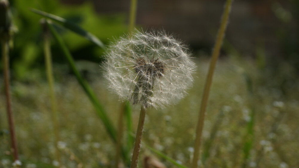 满堂花醉