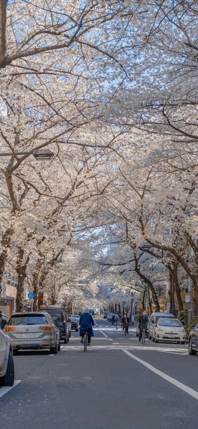 朝花夕存