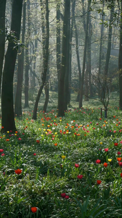 夏日壁纸