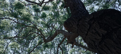 "譬如那些苍黑的古柏，你忧郁的时候它们镇静地站在那儿，你欢喜的时候它们依然镇静地站在那儿，它们没日没夜的站在那儿从你没有出生，一直到这个世界上又没了你的时候。"——史铁生《我与地坛》
_2022.05.01