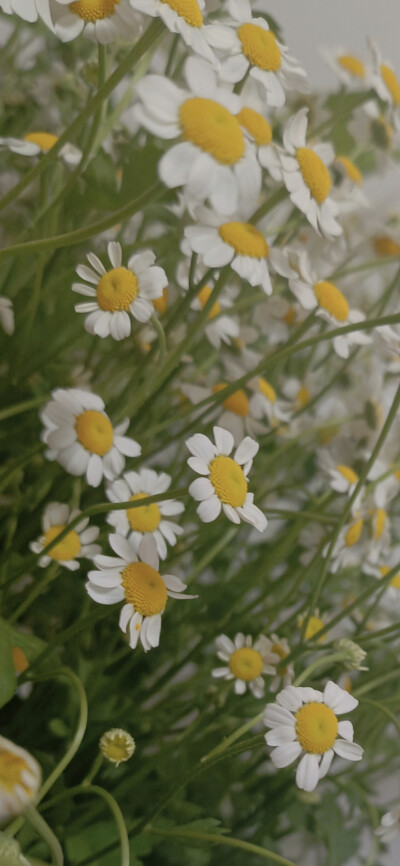 洋甘菊