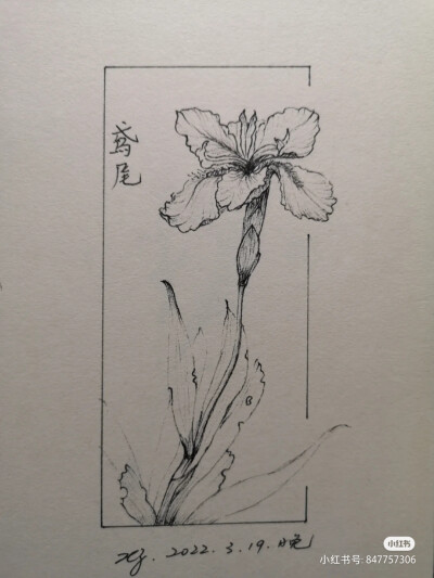 黑白画