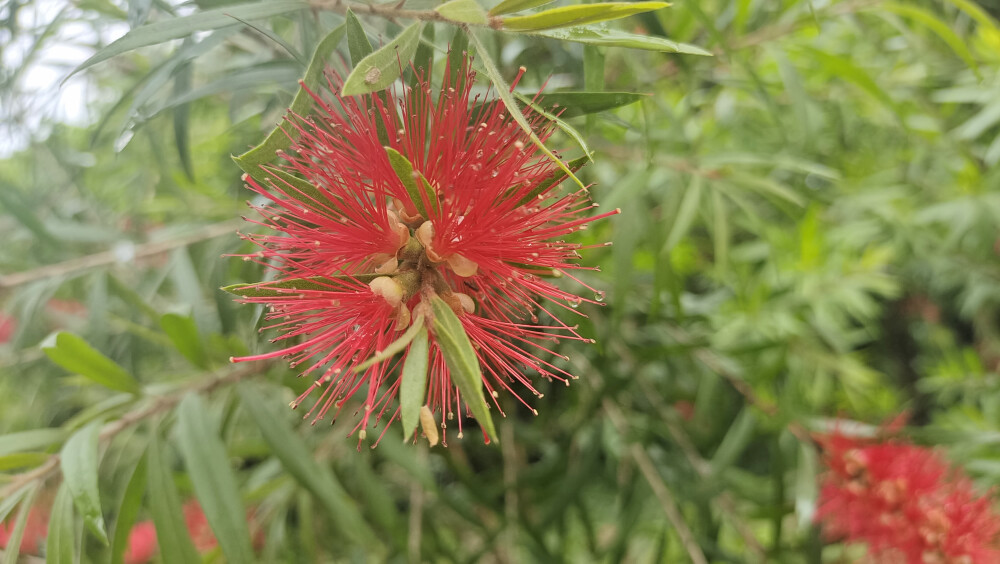 美丽吉安之赏花系列：红千层婆娑迷人