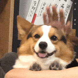 摆烂的一天开始了