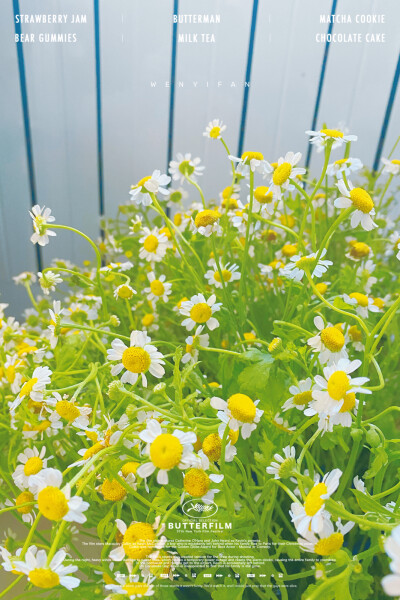 洋甘菊 自摄