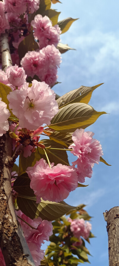 垂丝海棠花手机壁纸