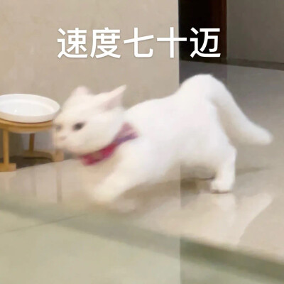 可爱猫猫