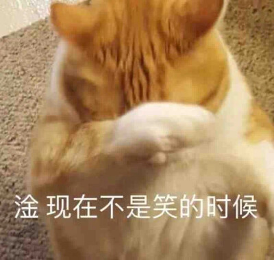 可爱猫猫