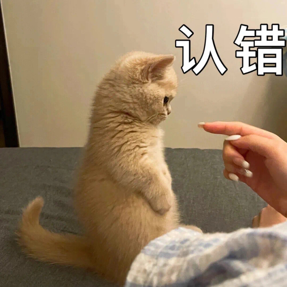 沙雕猫猫（侵删）