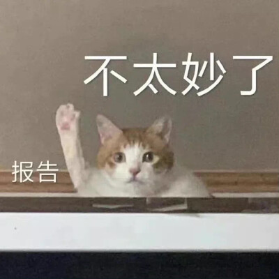 沙雕猫猫（侵删）