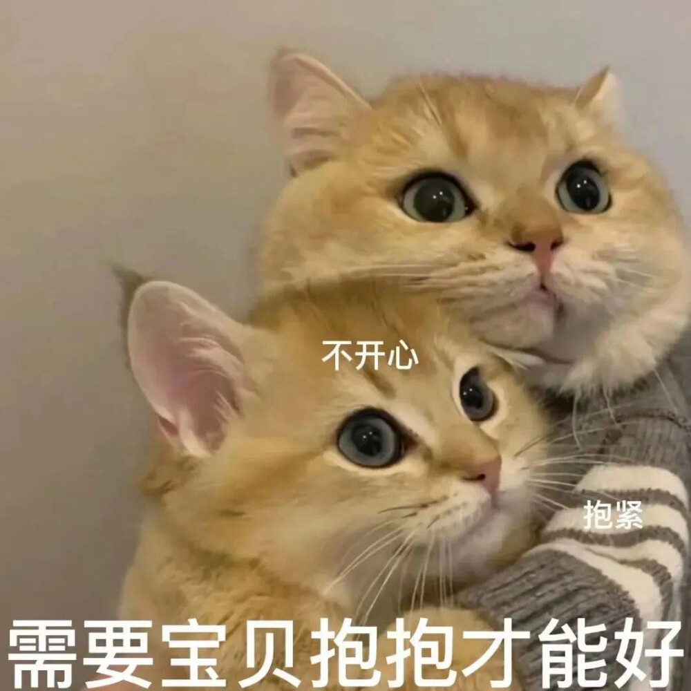 沙雕猫猫（侵删）