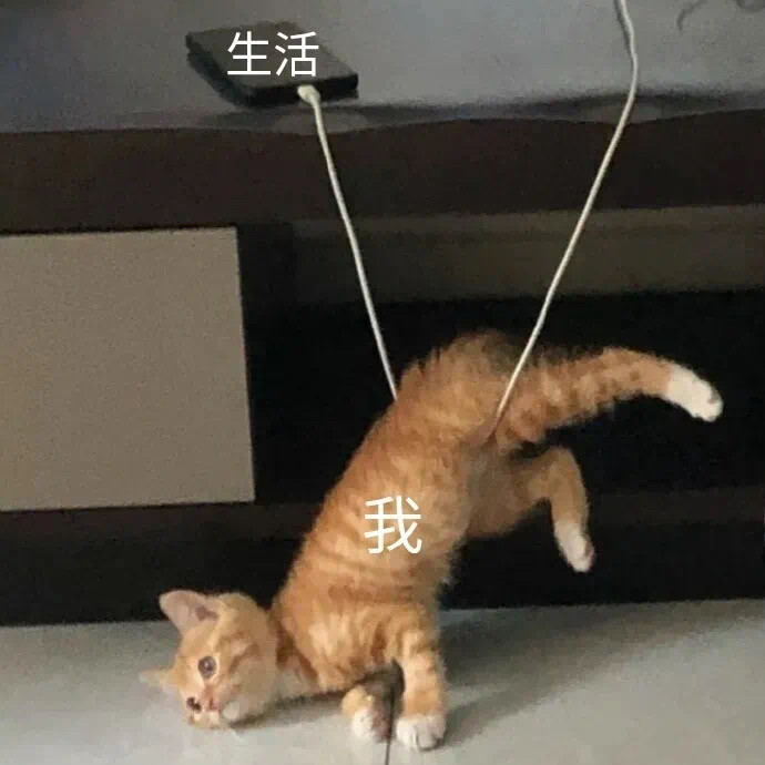 沙雕貓貓（侵刪）