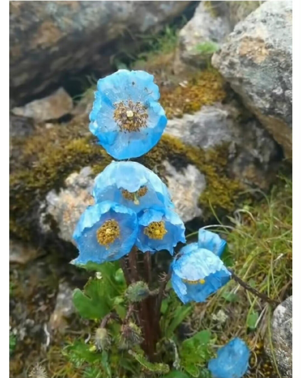 绿绒蒿、龙胆草、鸢尾花