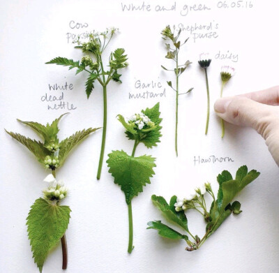 植物绘，来自Emma Mitchel