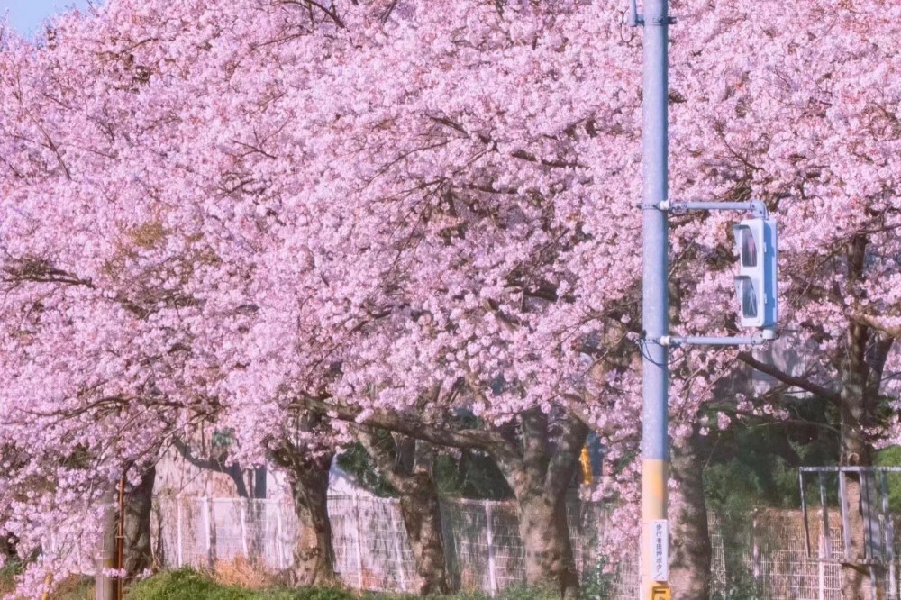 植物 背景图