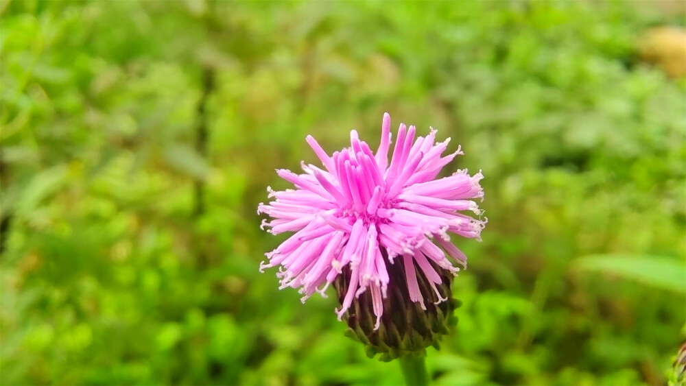 美丽吉安之赏花系列：泥胡菜花开美观