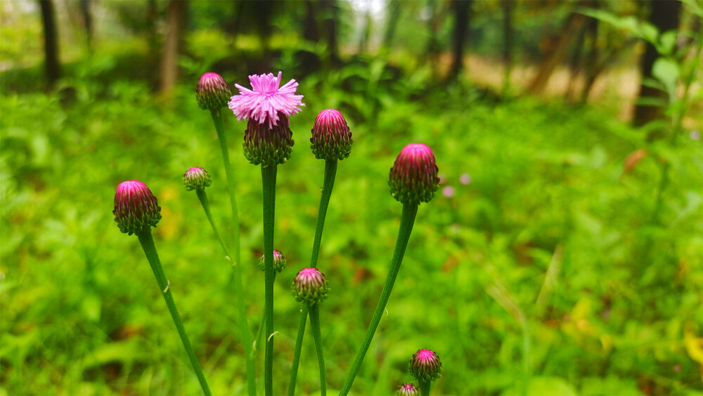 美丽吉安之赏花系列：泥胡菜花开美观