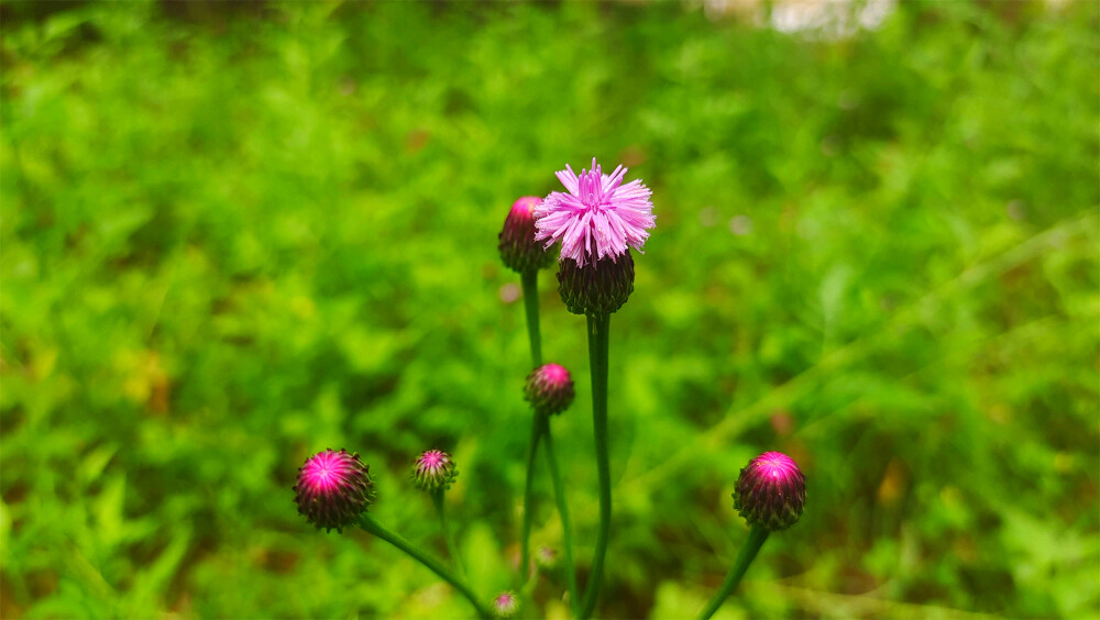 美丽吉安之赏花系列：泥胡菜花开美观