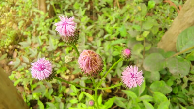 美丽吉安之赏花系列：泥胡菜花开美观