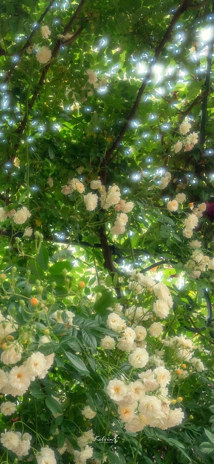 郁金香玫瑰花樱花也太浪漫啦～