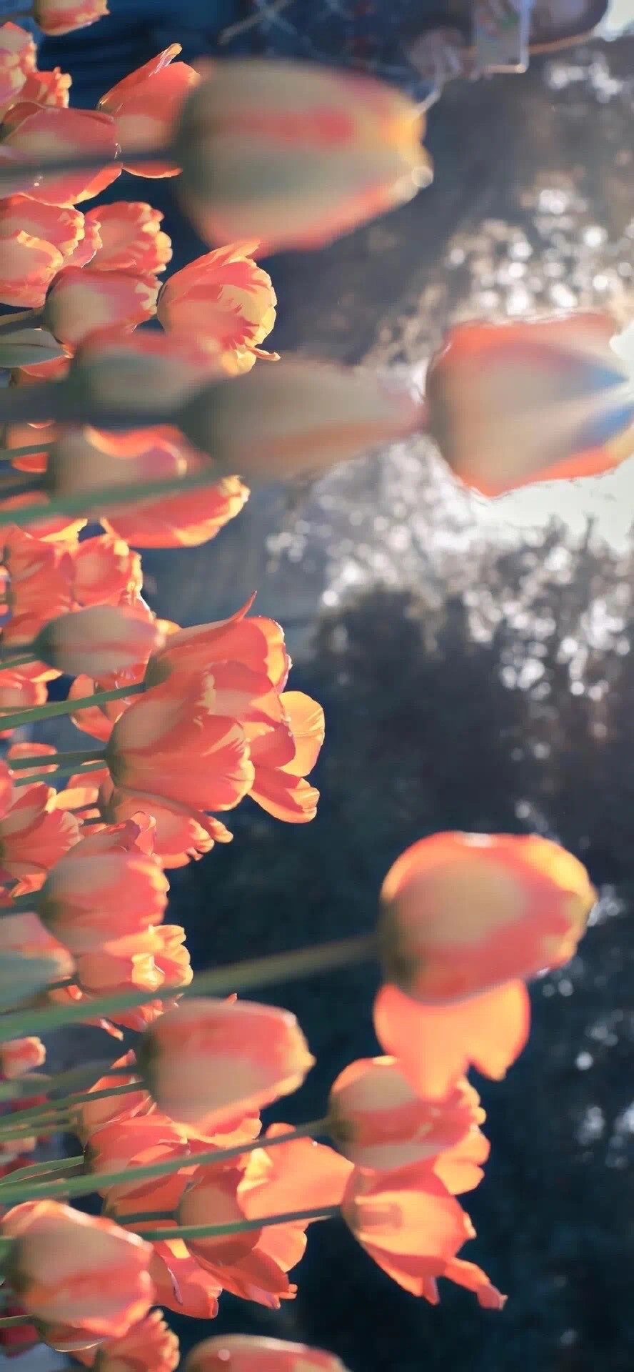 郁金香玫瑰花樱花也太浪漫啦～