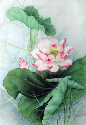 荷花