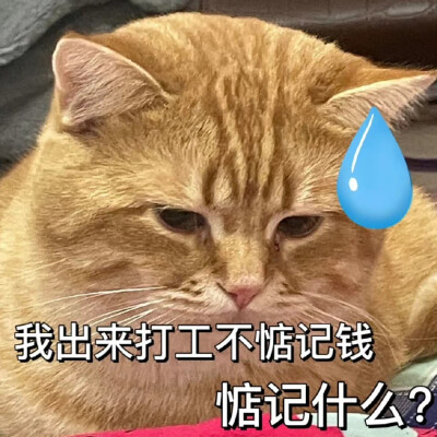 猫咪打工人表情包