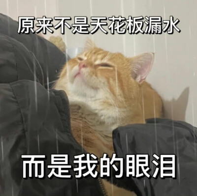 猫咪打工人表情包