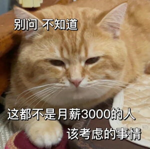 猫咪打工人表情包