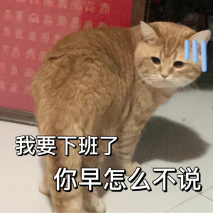 猫咪打工人表情包